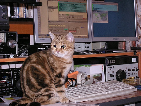 گربه در رادیوآماتوری